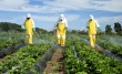 О безопасном обращении с пестицидами