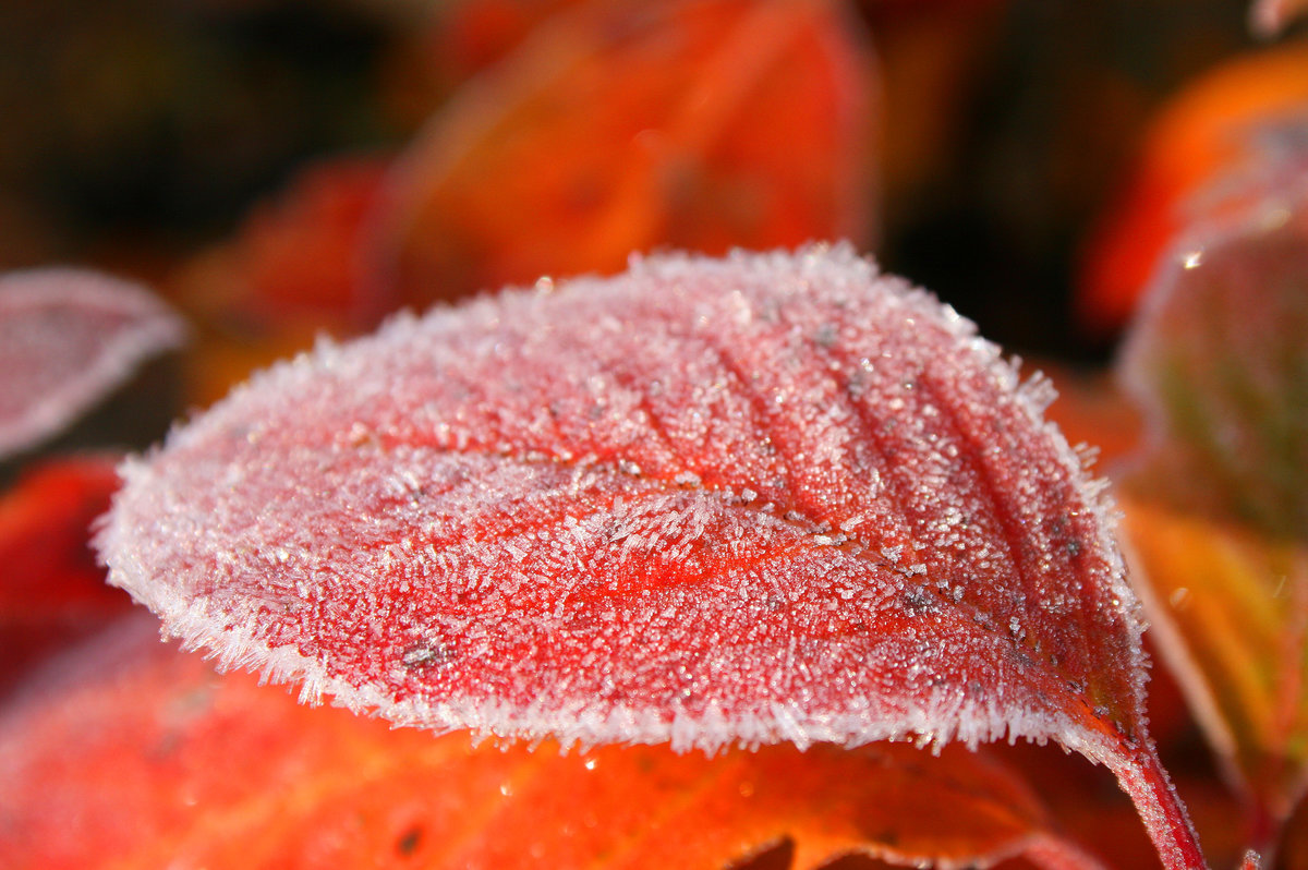 первые заморозки осенью фото