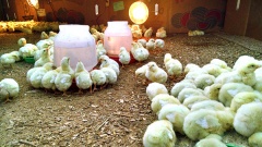 Курсы повышения квалификации по программе "Основные технологии выращивания цыплят бройлеров и птицы на яйцо в условиях малых форм хозяйствования"  